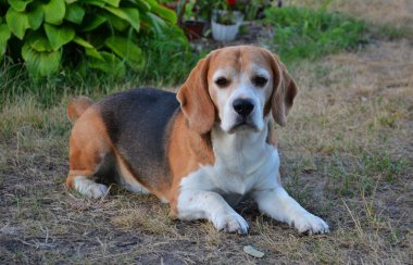 Beagle bahçede huzur içinde yatıyor, köpek evlat edinme posterleri ya da hayvan barınağı terfileri için mükemmel.