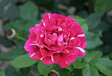 Bahçede beyaz çizgileri olan parlak pembe bir gül. Beyaz aksanlı pembe gülün yakın çekimi. Romantik görüntüler, çiçek desenleri, tebrik kartları ve bahar bahçesi temaları için mükemmel..