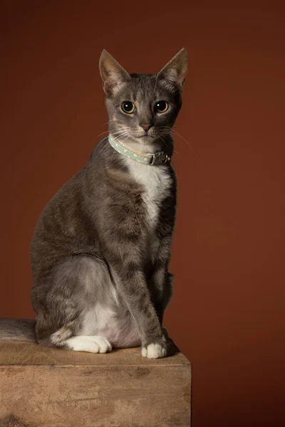 Cat looking at the camera on a table - flat background