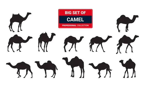 Siluetas Camello Imagen Vectorial — Vector de stock