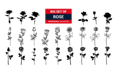 Çiçek seti, yapraklı çok renkli güller vektör illüstrasyonu