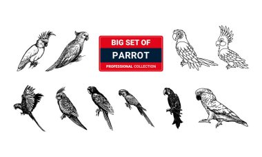 Beyaz arka plan üzerinde izole amazon ormanları, papağan siluetleri vektör