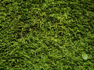 Beautiful herbal abstract background of nature. Spring landscape. Hare cabbage. Green moss. Beautiful