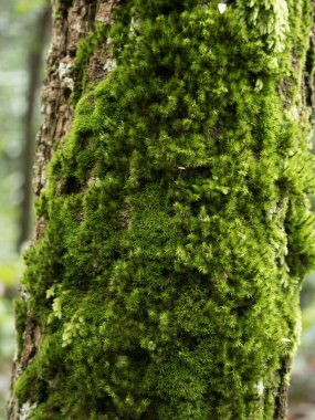 Beautiful herbal abstract background of nature. Spring landscape. Hare cabbage. Green moss. Beautiful