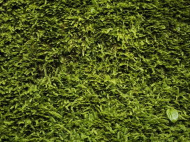 Beautiful herbal abstract background of nature. Spring landscape. Hare cabbage. Green moss. Beautiful