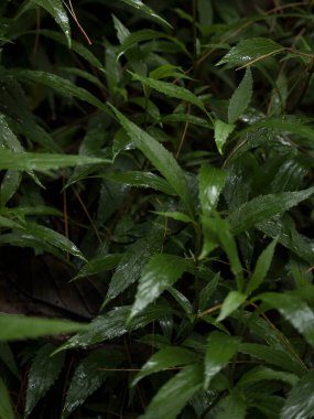 Thick fresh grass cover with drops of water in the morning