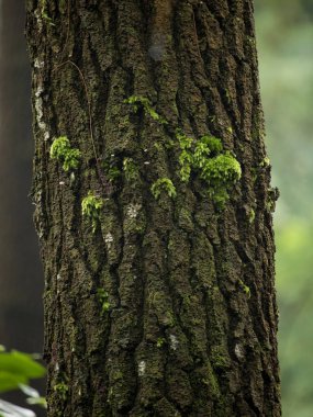 Beautiful green moss on the floor, moss closeup, macro. Beautiful moss background for wallpaper.