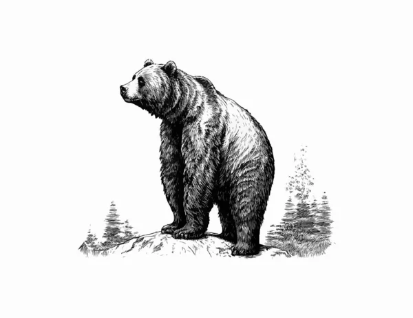 Björnen Vektor Illustration Desing — Stock vektor
