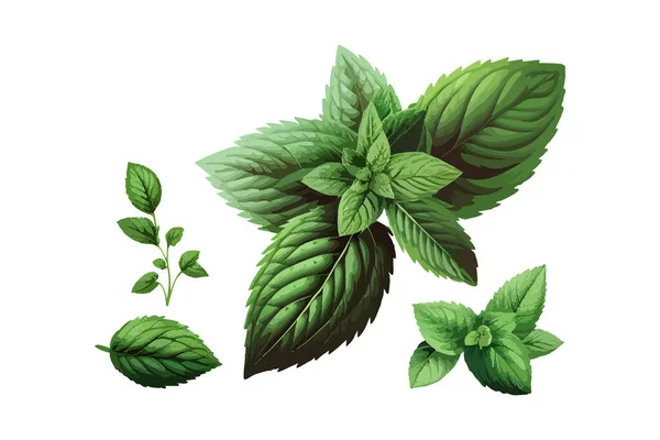 Mint Leaves Vector Illustration Design — Stock Vector