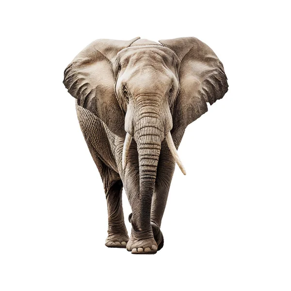 Elefante Realista Cartazes Desenho Ilustração Vetorial — Vetor de Stock