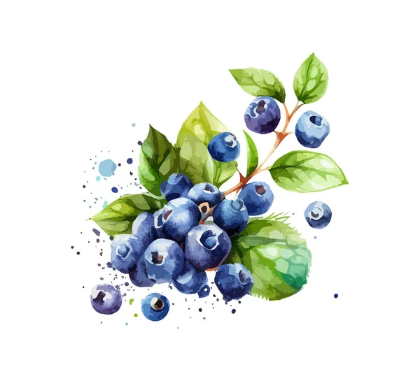 Hand Drawn Watercolor Painting Blueberry Vector Illustration Desing — Stock Vector