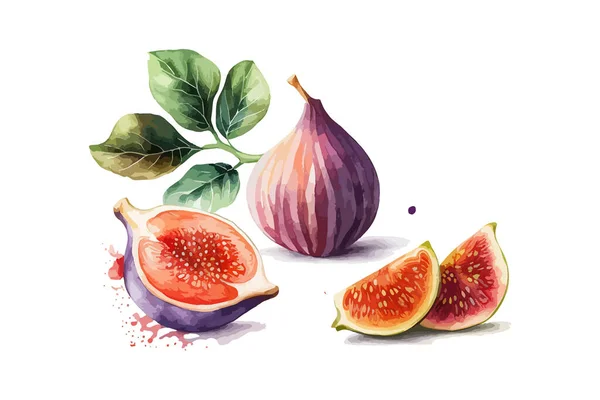 Acuarela Dibujada Mano Pintura Fruta Fig Diseño Ilustración Vectorial — Archivo Imágenes Vectoriales