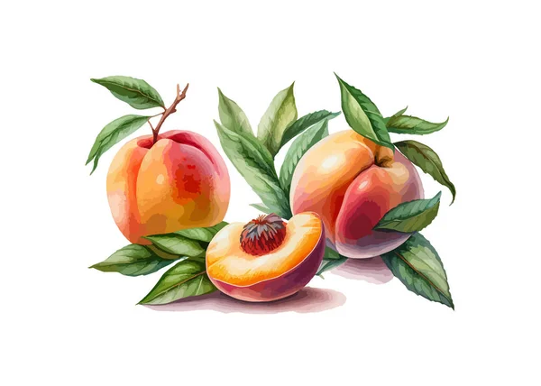 桃の水彩画を手描き ベクターイラストデザイン — ストックベクタ