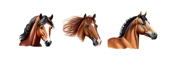 Set Kleurrijke Portretten Van Paardenrassen Ontwerp Van Vectorillustraties — Stockvector