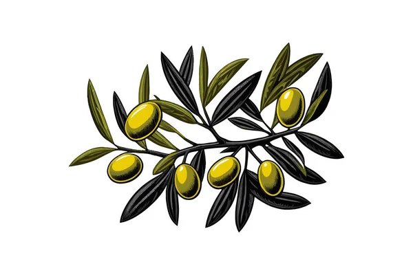 Olivová Ratolest Izolovaná Bílém Pozadí Popisování Vektorové Ilustrace — Stockový vektor
