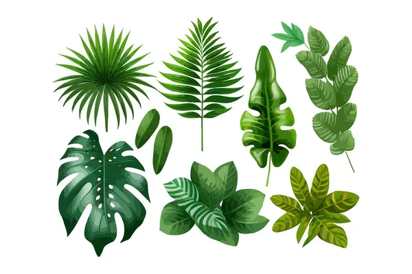 Conjunto Folhas Tropicais Desenho Ilustração Vetorial — Vetor de Stock