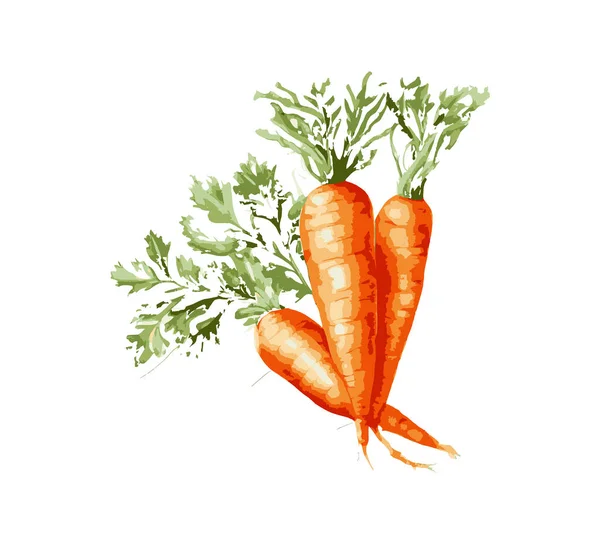 Морковь Акварелью Векторное Рисование — стоковый вектор