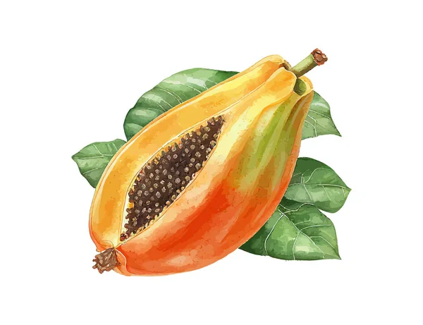 Aquarelle Fruits Papaye Illustration Vectorielle Desing — Image vectorielle