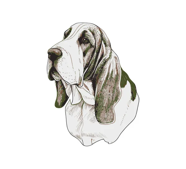 Σκύλος Ράτσα Basset Hound Σχεδιασμός Εικονογράφησης Διανύσματος — Διανυσματικό Αρχείο