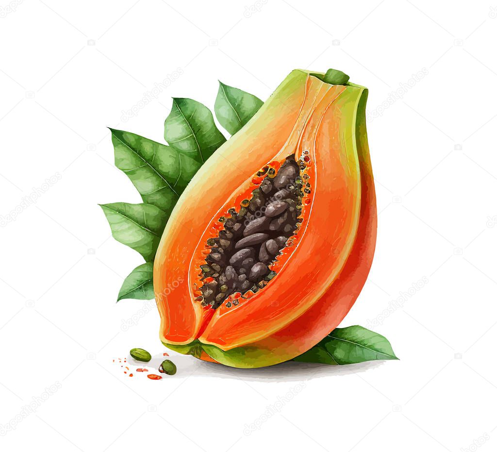 Papaya fruit watercolor. Vector illustration desing.