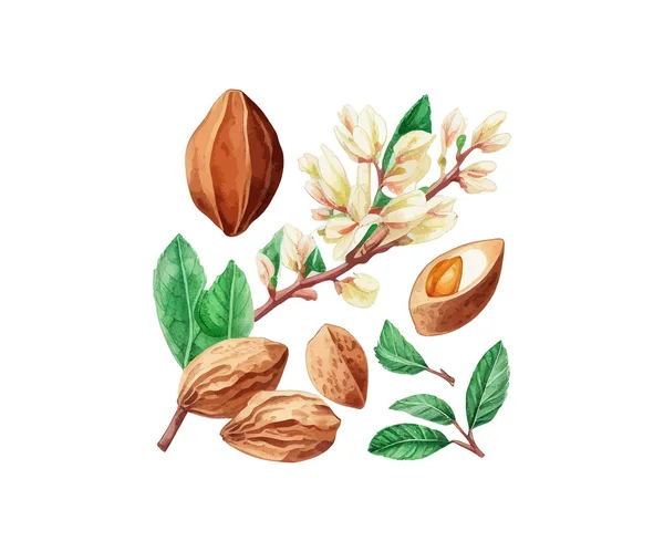Watercolor Almond Nut Vector Illustration Desing — Stock Vector
