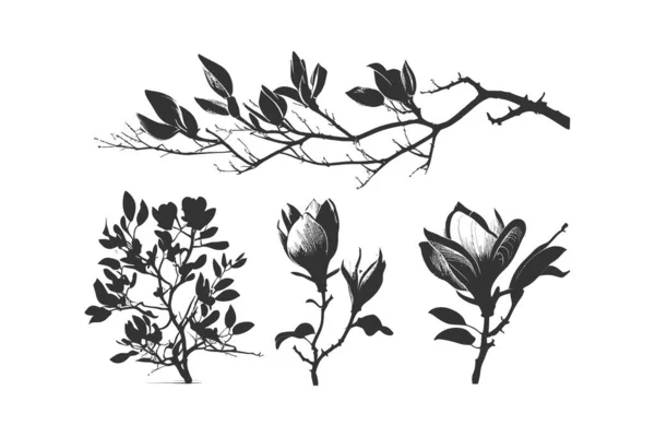 Magnolia Flowers Black Color Vector Illustration Desing — Stock Vector