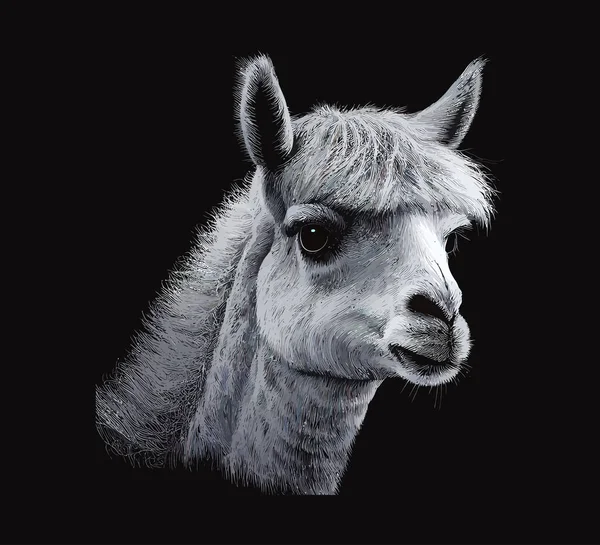 Llama Head Portrait Vector Illustration Desing — Stock Vector