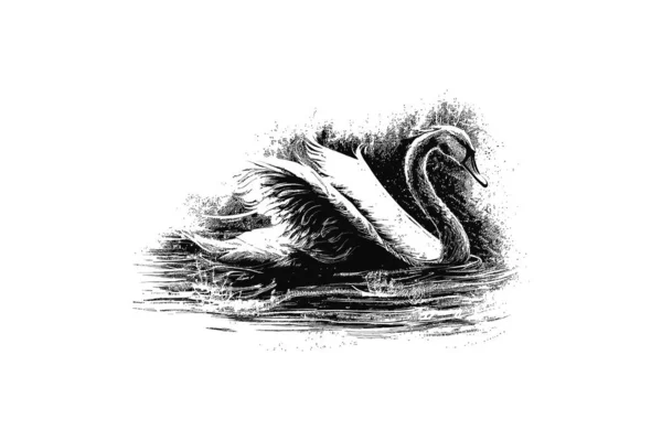 Retrato Cisne Desenho Ilustração Vetorial — Vetor de Stock