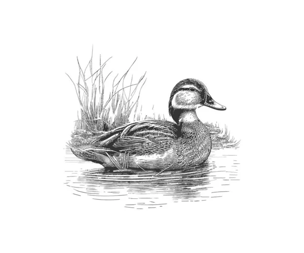 Duck Boerderij Vogel Hand Getekend Gravering Schets Vector Illustratie Desing — Stockvector