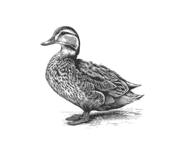 Pato Granja Pájaro Dibujado Mano Grabado Boceto Diseño Ilustración Vectorial — Vector de stock