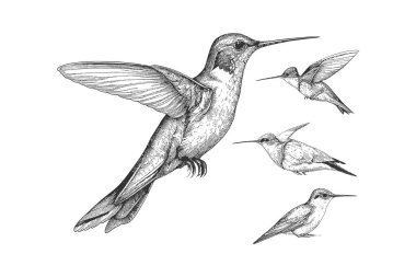 Hummingbird 'ün çizdiği el yazısı. Vektör illüstrasyonunu ayıklama.