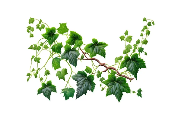 Bush Grape Three Leaved Wild Vine Cayratia Cayrat Vector Illustration — Stock Vector