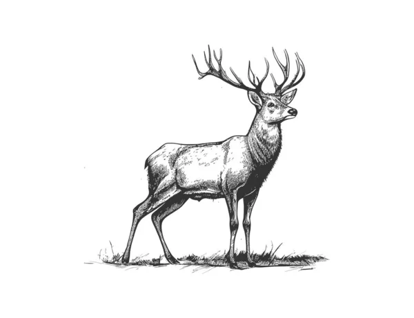 Deer Sketch Hand Drawn Doodle Style Hunting Vector Illustration Desing — Stock Vector