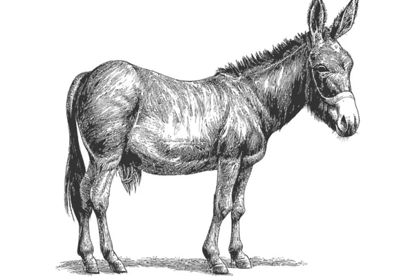 Donkey Animal Sketch Hand Drawn Sketch Engraving Vector Illustration Desing — Stock Vector