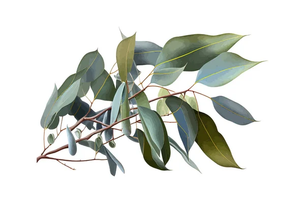 Świeże Okapy Eukaliptusowe Gałązce Drzewa Zielone Liście Ilustracja Wektora — Wektor stockowy