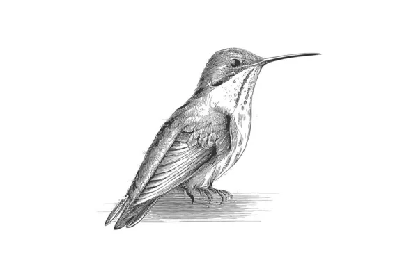 Kolibri Skizziert Handgezeichneten Stich Von Der Seite Vektorillustration — Stockvektor