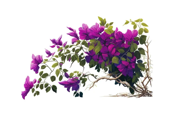 紫ブーゲンビリア熱帯の花のブッシュクライミング ベクターイラストデザイン — ストックベクタ