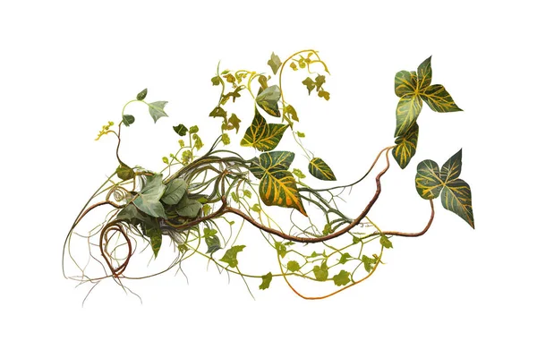 Twisted Jungle Wijnstokken Tropisch Regenwoud Liaan Plant Vector Illustratie Desing — Stockvector