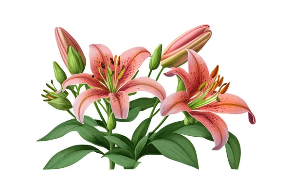 Lindas Flores Lírio Rosa Coral Com Folhas Verdes Desenho Ilustração —  Vetores de Stock