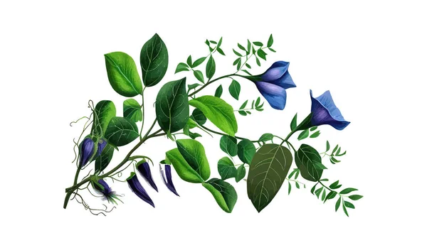 Hojas Verdes Enredaderas Con Flores Azules Paloma Asiática Diseño Ilustración — Vector de stock