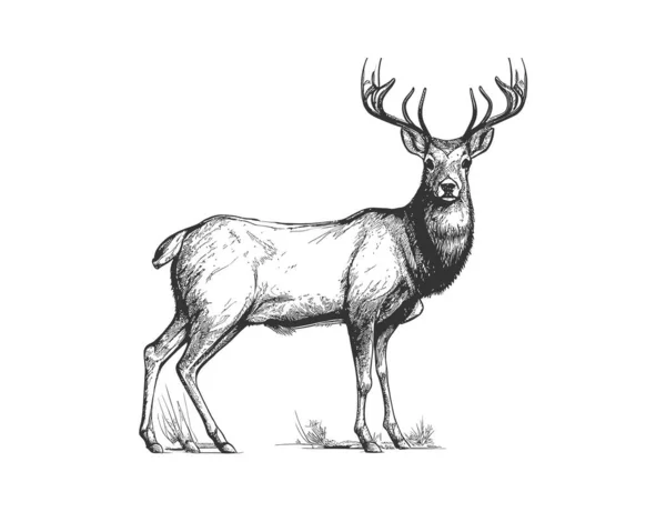 鹿のスケッチ手のドアスタイルの狩猟描かれた ベクターイラストデザイン — ストックベクタ