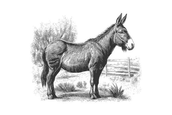Donkey Animal Sketch Hand Drawn Sketch Engraving Vector Illustration Desing — Stock Vector