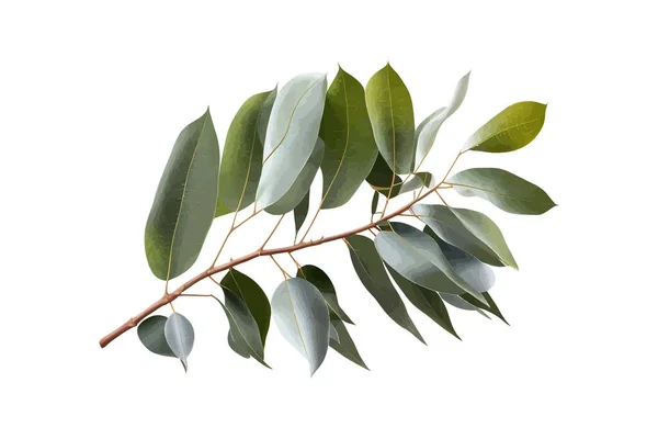 Fresh Eucalyptus Eaves Tree Twig Green Foliage Vector Illustration Desing — Stock Vector