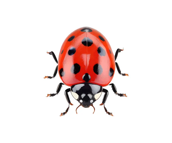 テントウムシかわいい小さな赤い虫を昆虫 ベクターイラストデザイン — ストックベクタ