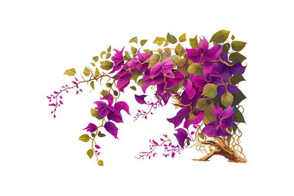 Bougainvilliers Pourpres Fleurs Tropicales Escalade Illustration Vectorielle Desing — Image vectorielle
