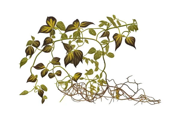 Twisted Jungle Vines Tropical Rainforest Liana Plant Vector Illustration Desing — Stock Vector