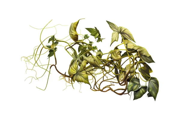 Selva Retorcida Viñas Selva Tropical Liana Planta Diseño Ilustración Vectorial — Vector de stock