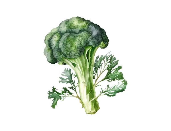 Acuarela Brócoli Diseño Ilustración Vectorial — Vector de stock