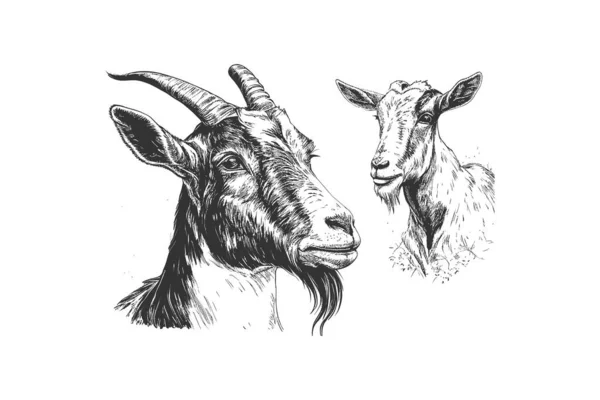 Ziegenporträt Und Gezeichnete Skizze Bauernhof Rinder Vektorillustration — Stockvektor