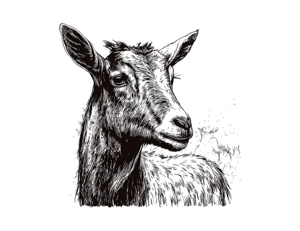 Фермерский Портрет Козы Рисунок Фермерского Скота Векторное Рисование — стоковый вектор